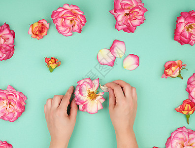 一个皮肤光滑的年轻女孩和粉红玫瑰花瓣的两只手 自然 假期图片