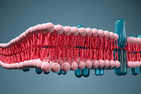 细胞膜和生物学 生物概念 3D感应 蛋白质 运输图片