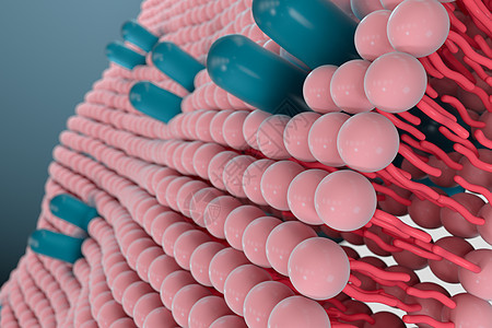 细胞膜和生物学 生物概念 3D感应 磷脂 渠道图片