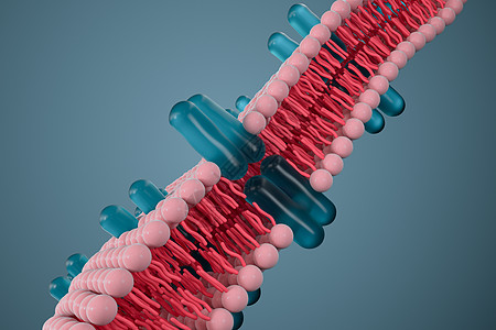 细胞膜和生物学 生物概念 3D感应 教育 糖蛋白图片