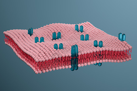 细胞膜和生物学 生物概念 3D感应 原生质 细胞内图片