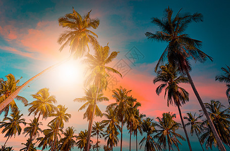 在海滩的剪影可可椰子树在日落 复古色调图片
