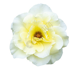 美丽的白玫瑰花朵 孤立在白色背景上 爱 礼物图片