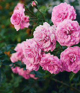 绿色背景的花园花朵中粉红花芽 天 花束 夏天图片