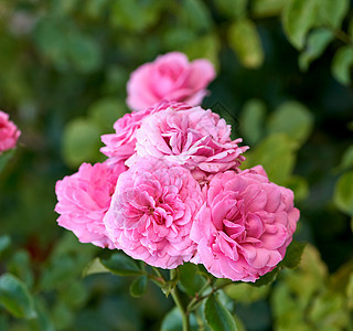 绿色背景的花园花朵中粉红花芽 盛开 玫瑰 天图片