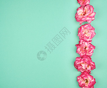 绿色背景的粉红玫瑰开花芽 美丽的 浪漫 躺着 春天图片