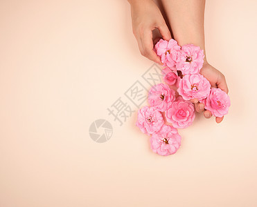 一个年轻女孩的两只手 光滑的皮肤和粉红色的玫瑰图片