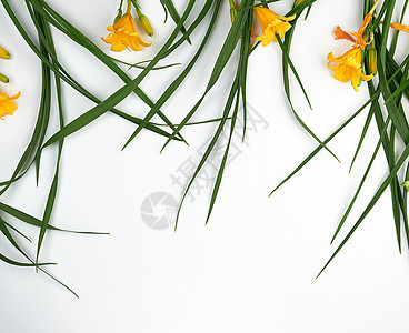 白色背景的黄色花朵日丽 花束 植物 百合 假期图片
