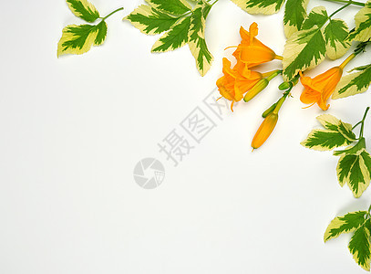 白色背景的黄色花朵日丽 平坦的 叶子 花的 黄花菜图片