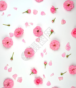 白色背景上盛开的粉红玫瑰花蕾top vie 平坦的 新鲜的图片