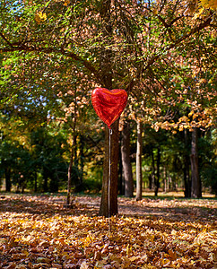 秋天公园的红气球苍蝇 植物群 植物 森林 花园图片