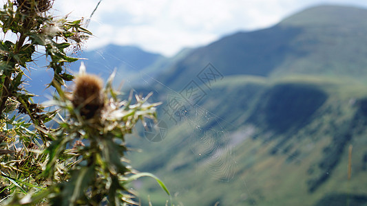 夏日在山上的科布网图片