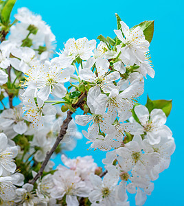 蓝色背景的白樱桃树枝 花瓣 白色的 新鲜的 桌子 季节图片