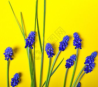 蓝色花朵的黄色背景 新鲜 花的 开花 春天 花园 花瓣图片