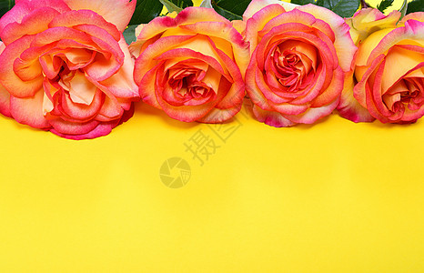 黄色背景的粉红柳玫瑰图片