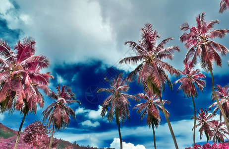 塞舌尔棕榈树的神奇幻想红红外照片i 夏威夷 岛图片