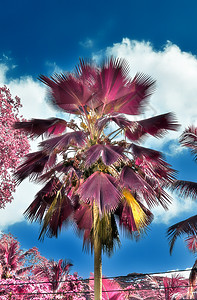 塞舌尔棕榈树的神奇幻想红红外照片i 天空 花瓣图片
