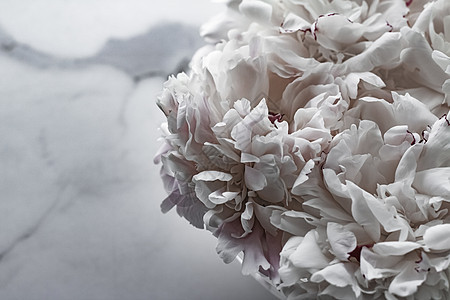 牡丹花束作为豪华花卉背景婚礼装饰和活动品牌 极简主义 销售图片