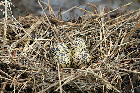 一个满满四个足足足鸟蛋的巢图片