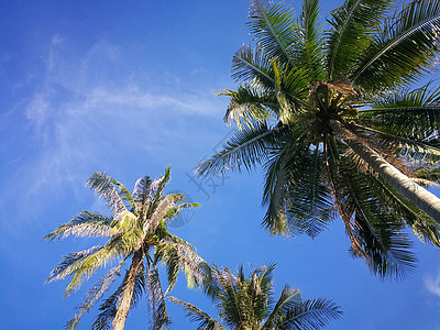 夏季自然场景 热带植物 蓝天背景的椰子棕榈树 岛 绿色的图片