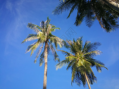 夏季自然场景 热带植物 蓝天背景的椰子棕榈树 绿色的 热的图片