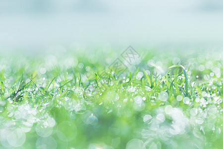 清晨在草坪上露露水 早晨下水; 季节 快乐的 活力图片