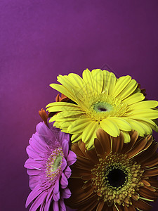 在紫色上紧贴3朵黄色橙色粉红色花朵图片