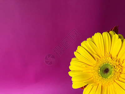 在明亮的粉红背景上 紧贴黄斑马花朵图片