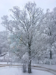 白冬童话故事风景 树上布满雪的树木图片