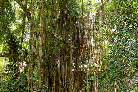 热带雨林中长满藤本植物的榕树 皇家陵墓谷的橡胶无花果或橡胶布什 橡胶树橡胶厂印度橡胶布什 根系 花盆图片