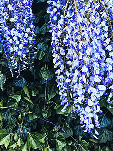 植物园中的蓝怀西莎花和树叶 作为鲜花背景 自然和花朵 紫色 品牌图片