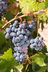 有成熟葡萄的藤园酒 准备采摘 收成 葡萄藤 甜的图片