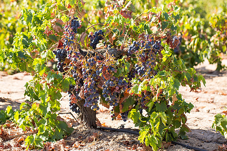 有成熟葡萄的藤园酒 准备采摘 秋天 饮料 生长图片