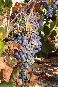 有成熟葡萄的藤园酒 准备采摘 品尝 维生素 葡萄栽培图片