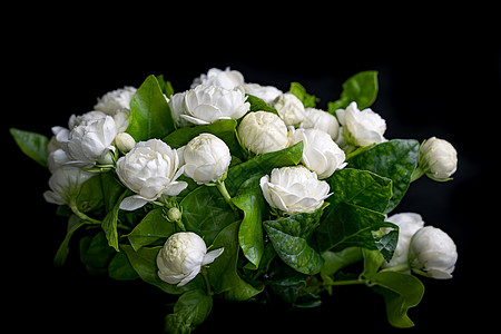 茉莉花束与白色香味在柔和的焦点黑色 backgr 植物 美丽图片