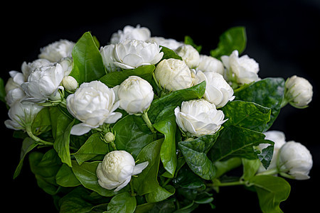 茉莉花束与白色香味在柔和的焦点黑色 backgr 花的 泰国图片