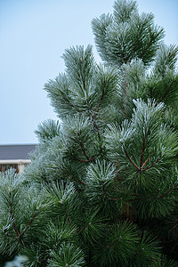 冬季风景和文字松树位置 天 抄袭 云杉 铁树 冬天图片