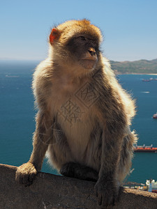 直布罗陀岩石上的巴尔巴里·麦卡克猿图片