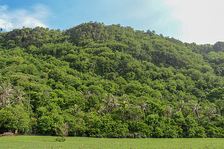巴厘岛印度洋沿岸的高悬崖上长满了茂密的热带植被 印度尼西亚海滩的热带雨林 椰子树排列在陡坡脚下 假期 支撑图片