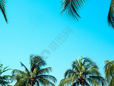 在夏天的蓝天空背景上 椰子棕榈树 晴天 海图片