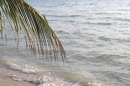 椰子树干 有海滩背景的椰子树干 春天 棕榈 太阳图片