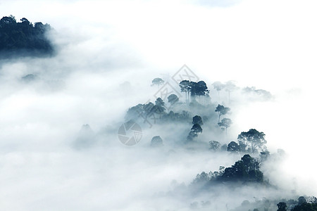 雾几乎保护了森林 树木 场景 夏天 美丽 山图片