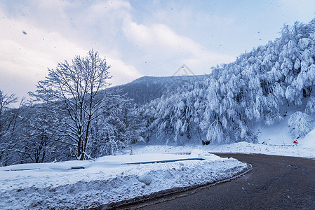 冬季道路 国家通过森林的公路 旅行概念 圣诞节图片