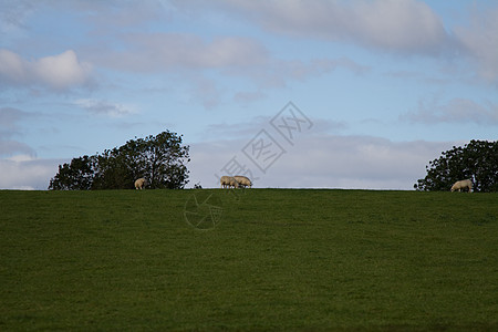 乡边的羊群 农民 云 奶牛 树木 步行 太阳图片