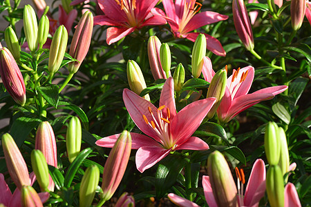 前卫的粉红色百合花 植物群 盛开 泰国 花瓣 花束 婚礼图片