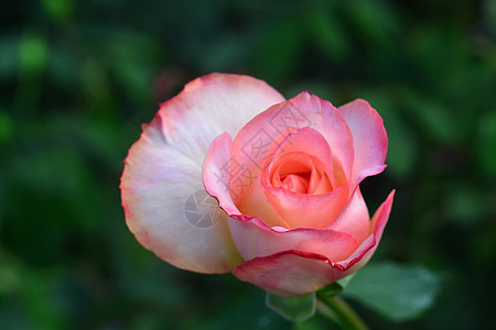 紧贴美丽粉红玫瑰花 玫瑰图案 玫瑰花园 春天 婚礼 浪漫 叶子图片