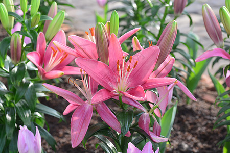 前卫的粉红色百合花 爱 美丽 花的 美丽的 盛开 植物群图片