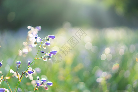 清晨在花园的花朵里放着甜甜紫色鲜花 草 阳光图片