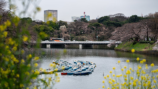 公园湖上带有樱花花树的船图片