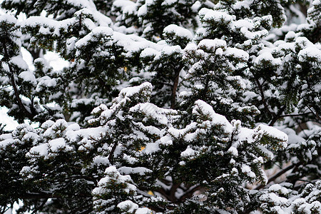 满是雪的松树图片